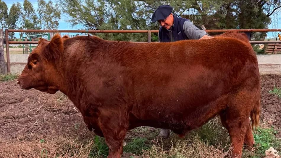 Pagaron $300 millones por medio toro Angus: qué se compra realmente y por qué es negocio hoy la genética