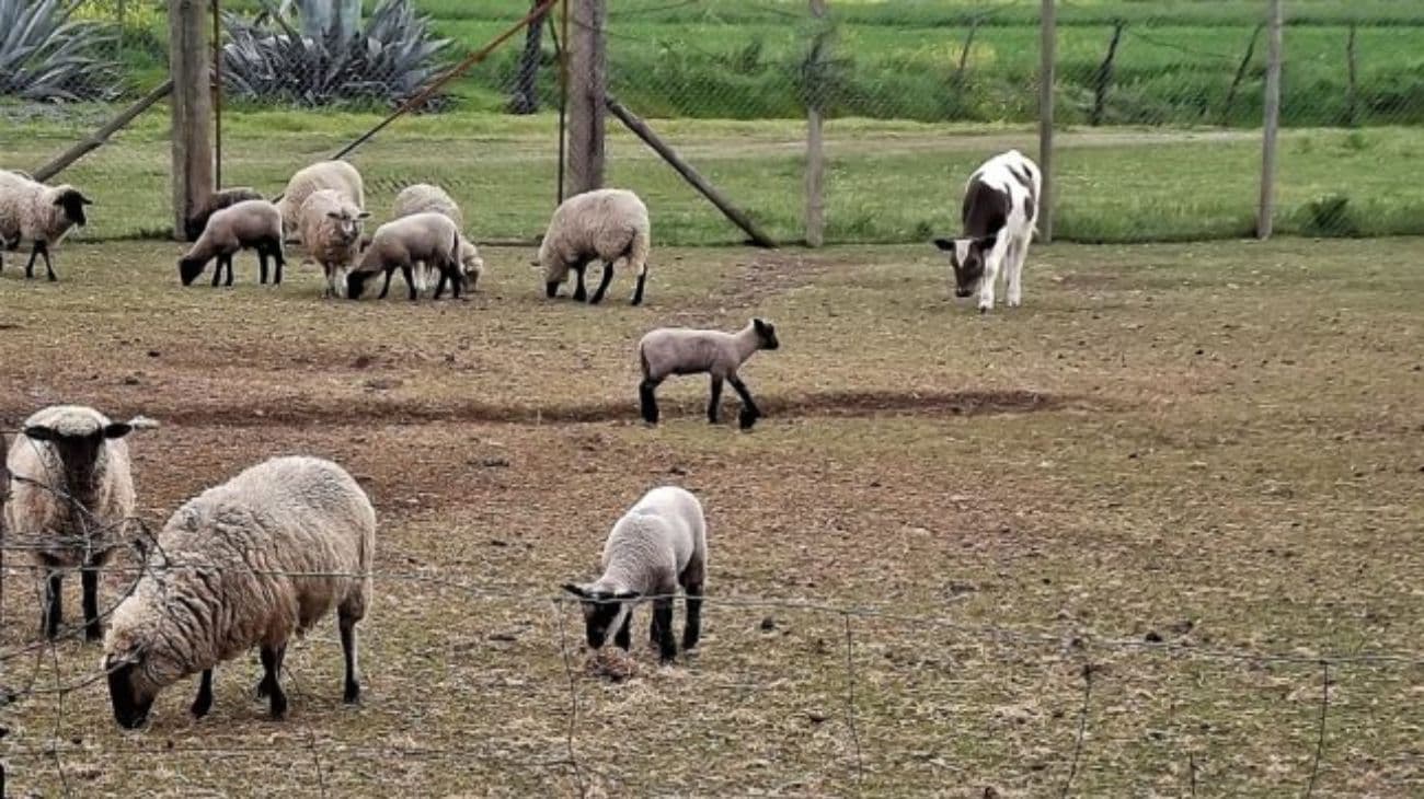 Los animales de granja son más inteligentes de lo que creíamos