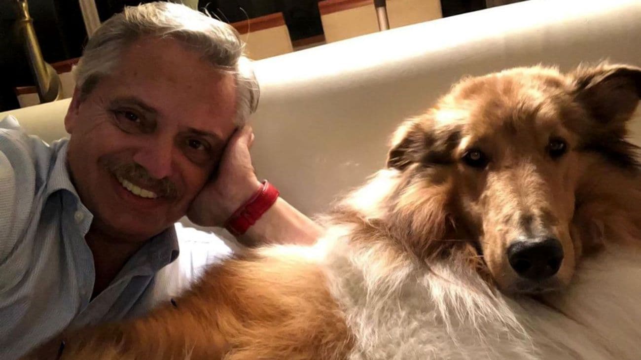 Gatos y perros